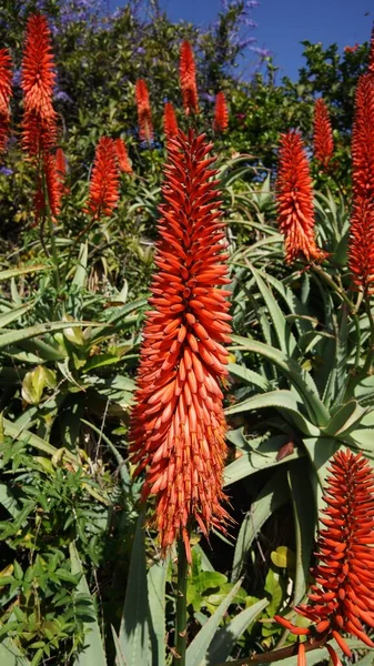 Цветы Мадейры Горах — стоковое фото