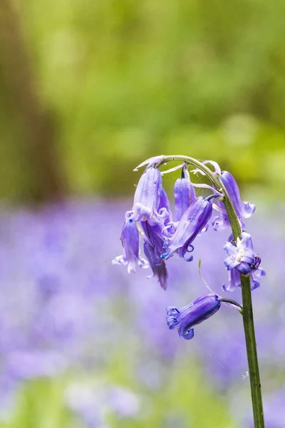 Eine Vertikale Aufnahme Einer Bluebell Blume — Stockfoto