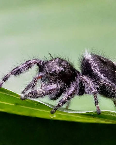 Closeup Shot Jumping Spider Phidippus Audax Green Leaf — Stock Photo, Image