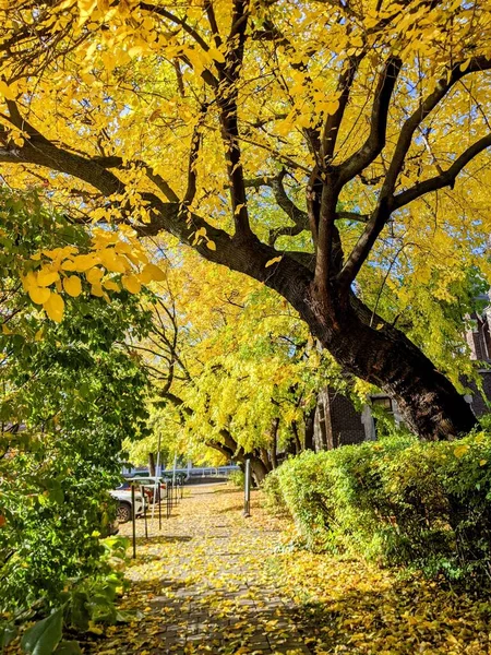 Eine Vertikale Aufnahme Eines Wanderweges Durch Einen Wunderschönen Herbstlichen Park — Stockfoto