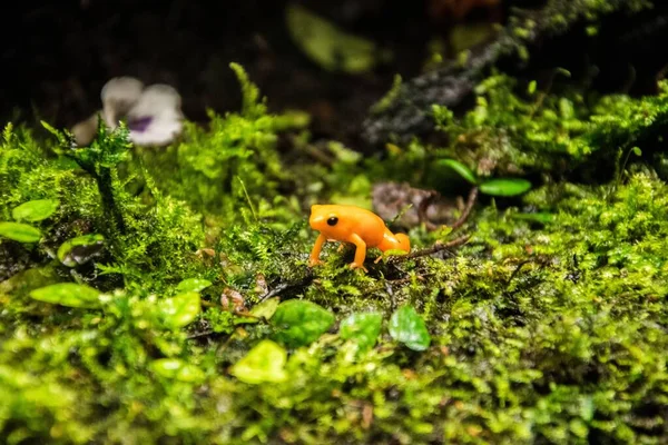 An orange Poisonous frog in grass