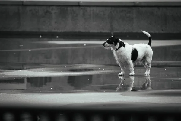 Closeup Shot Jack Russell Terrier Lake — Stock Photo, Image