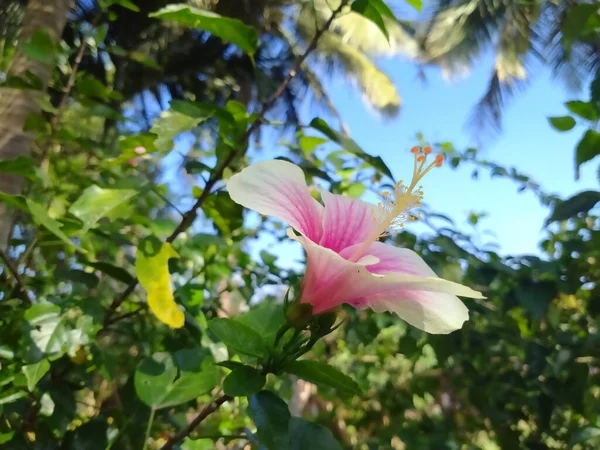 Primer Plano Una Flor Rosa Blanca Floreciente Una Rama Árbol — Foto de Stock