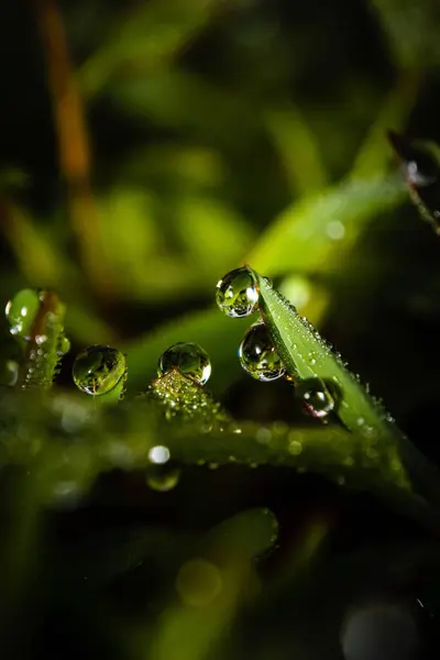 緑の芝生の上で露の垂直閉鎖ショット — ストック写真
