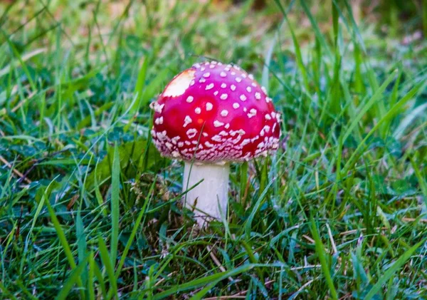 森の中のハエの農業用真菌 — ストック写真