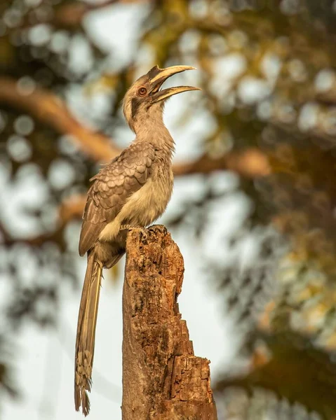 Vertical Closeup Grey Hornbill Ocyceros Birostris Perched Tree Wood Open — Stock Photo, Image