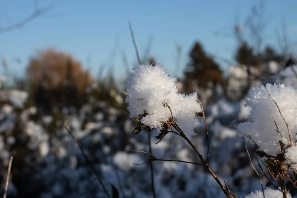 在阳光下 背景模糊的野花上的霜冻特写 — 图库照片