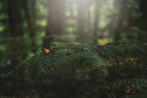 Közelkép Gyönyörű Zöld Növényekről Egy Sűrű Erdőben Ősszel — Stock Fotó