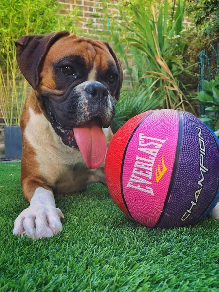 Portrét Rozkošného Boxerského Psa Ležícího Zemi Basketbalem — Stock fotografie