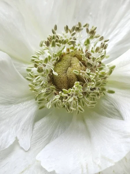 Vertical Macro Sepals White Poppy — Stock Photo, Image