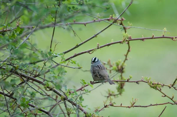 Beautiful Shot White Crowned Sparrow Perched Tree — Stock Photo, Image