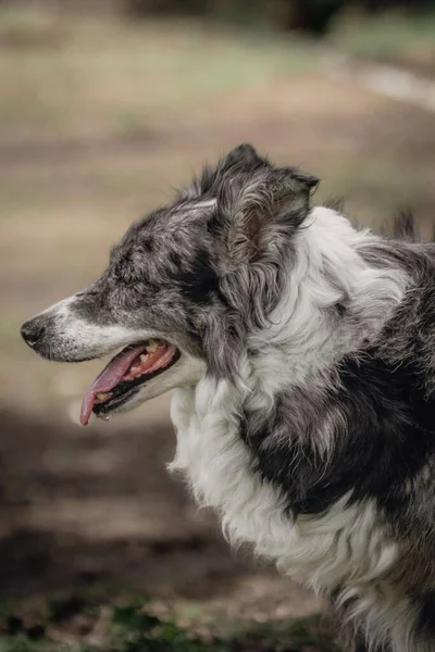 Eine Vertikale Nahaufnahme Eines Border Collie Hundes Einem Park Einem — Stockfoto
