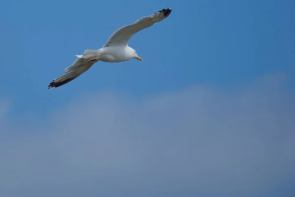 Чайка Польоті Проти Блакитного Неба — стокове фото
