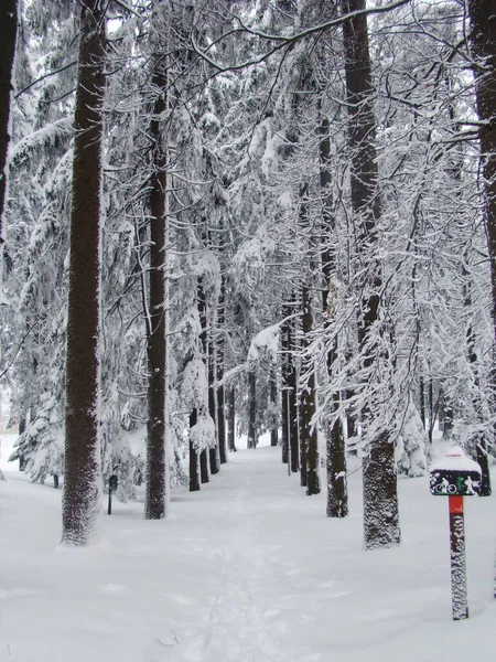 寒い冬の朝に雪に覆われた背の高い細い木の美しい白い森 — ストック写真