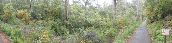 Panoramatický Záběr Úzké Cesty Procházející Lesem Který Vidět Venkově — Stock fotografie