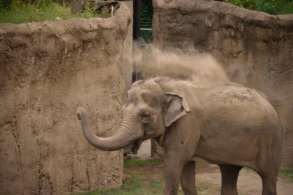 Высокоугольный Снимок Грязного Серого Слона Зоопарке — стоковое фото