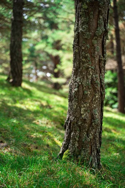 Der Vertikale Blick Auf Baumstämme Gras Grünen — Stockfoto