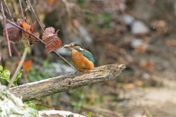 Kingfisher Bird Food Its Beak Perched Wood Branch — Stock Photo, Image