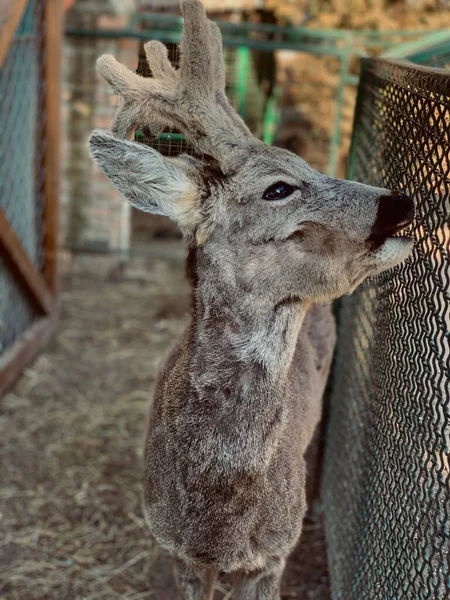 A beautiful shot of a cute roe deer behind a fence