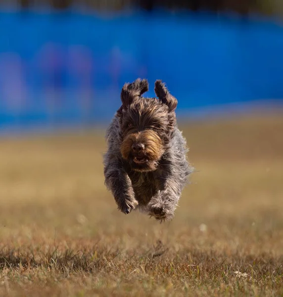 Ένα Ρηχό Πλάνο Εστίασης Ενός Wirefireed Δείχνοντας Griffon Σκυλί Τρέχει — Φωτογραφία Αρχείου