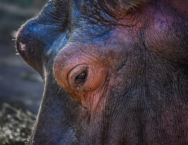 Zbliżenie Oka Olbrzymiego Hipopotama — Zdjęcie stockowe