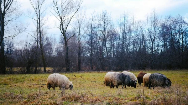 一只漂亮的羊在田野里吃草 — 图库照片