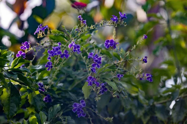 Selektywne Skupienie Purpurowe Kwiaty Duranta — Zdjęcie stockowe