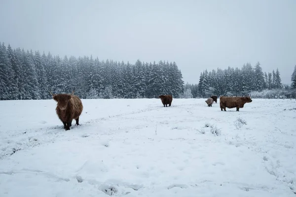 Highland Cattles Ardennes Forest Snowy Foggy Weather Belgium — Stock Photo, Image