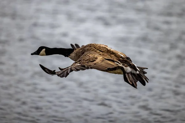 Ett Selektivt Fokus För Kanada Goose Flygning — Stockfoto