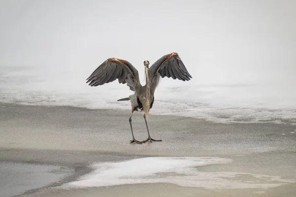 왜가리 얼어붙은 날아다니는 아르데아 여주인공 얼음으로 뒤덮인 표면에서 날개를 펼치고 — 스톡 사진