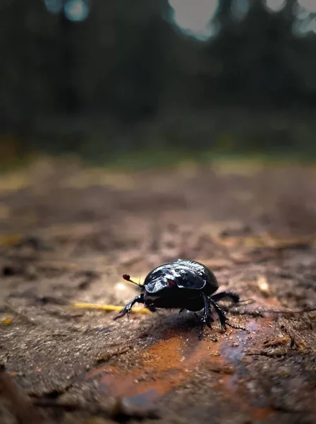 Disparo Vertical Escarabajo Estiércol Caminando Por Suelo — Foto de Stock