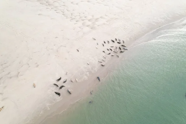 Bird Eye View Seals Resting Coastline — Stock Photo, Image