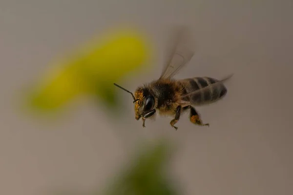 Пчела Летит Фоне Размытого Желтого Цветка — стоковое фото
