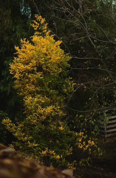 Eine Vertikale Aufnahme Eines Gelben Baumes Einem Dunklen Und Kalten — Stockfoto
