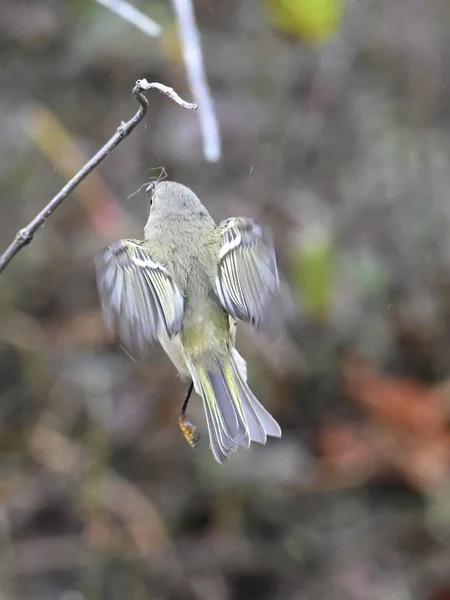一只小红宝石冠金雀鸟栖息在背景模糊的树枝上 — 图库照片