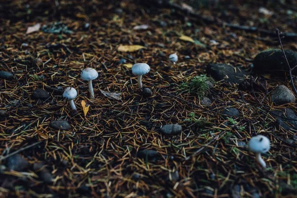 Closeup Shot Small White Cap Mushrooms Ground — Stock Photo, Image