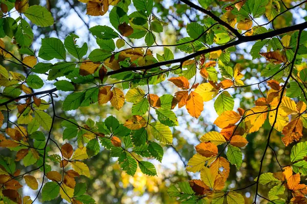Bodemzicht Prachtige Herfsttakken Van Bomen Met Gele Groene Bladeren Het — Stockfoto