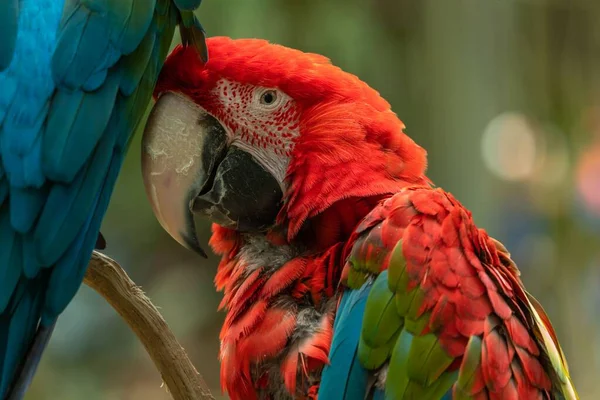Крупним Планом Червоний Зелений Барвистий Папуга Макаве Проти Розмитого Баклажана — стокове фото