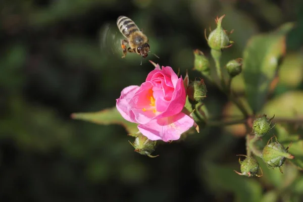 Honigbiene Fliegt Über Eine Rosa Rose — Stockfoto
