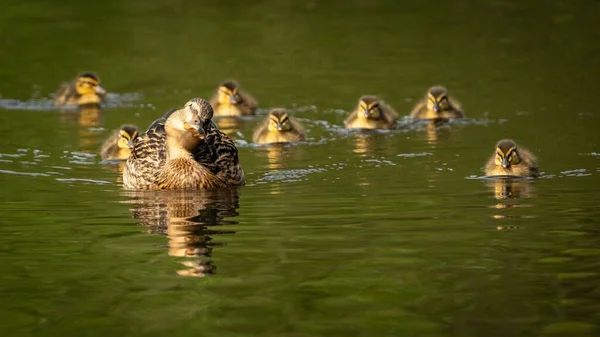 Eine Entenmutter Mit Entchen Schwimmt See — Stockfoto