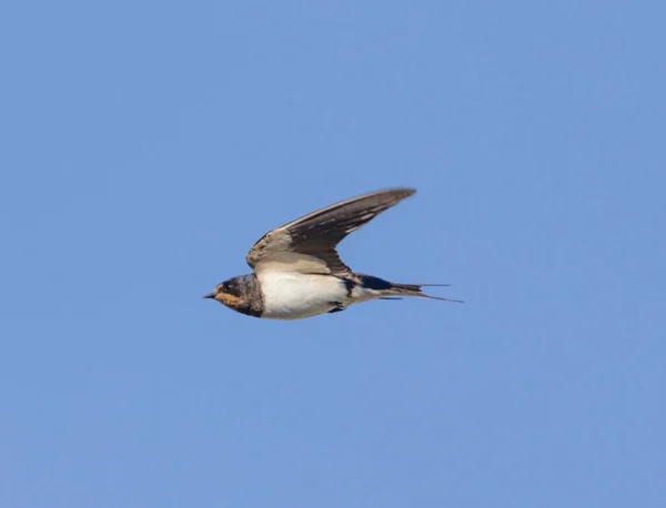 Low Angle View Barn Swallow Flying Blue Sky Visible Background — Stock Photo, Image