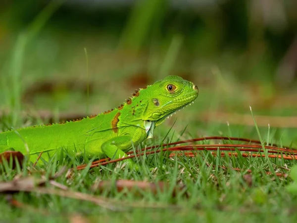 Zbliżenie Młodocianej Zielonej Iguany Trawie Okolicy Florydy Usa — Zdjęcie stockowe