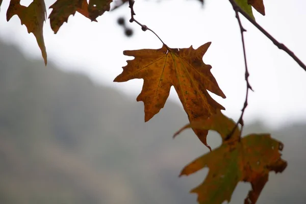 Närbild Bild Orange Bladen Trädet Hösten Suddig Bakgrund — Stockfoto