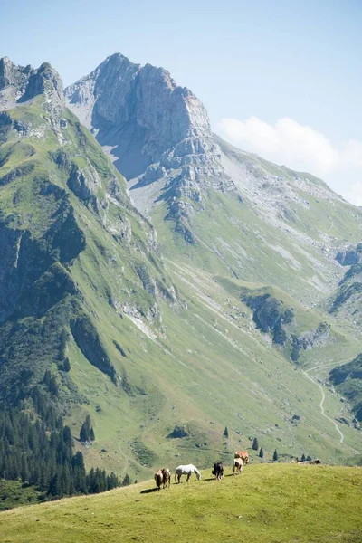 Een Verticale Opname Van Een Prachtig Alpenlandschap Met Grazende Dieren — Stockfoto