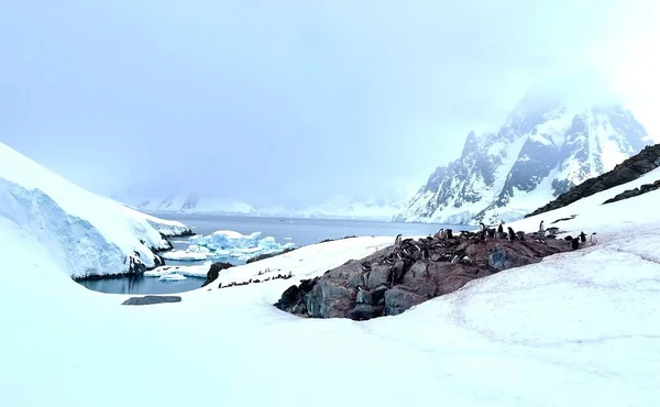 雪に覆われた海岸と南極の巨大な氷河の風光明媚なショット 背景のためにクールな — ストック写真