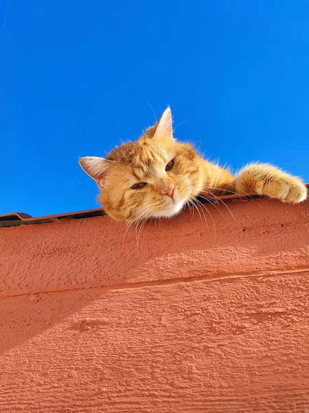 Вертикальный Снимок Рыжего Кота Лежащего Крыши Голубым Небом — стоковое фото