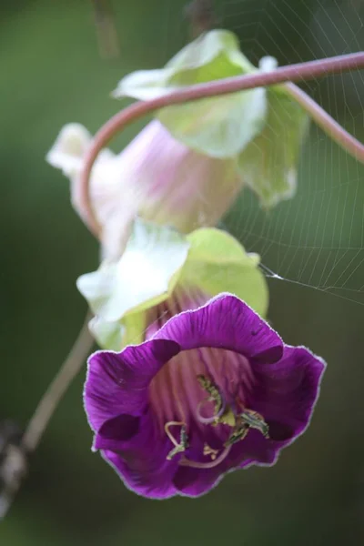 紫色のコバアの垂直マクロショットは 花とクモの巣をスキャンします — ストック写真