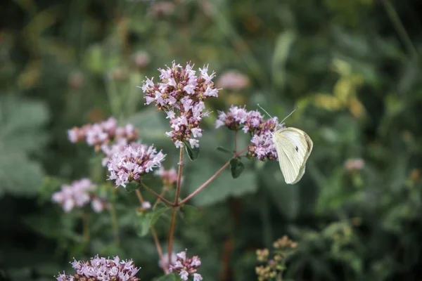 Egy Közeli Kép Egy Pillangóról Oregánó Virágokon Homályos Háttérrel — Stock Fotó