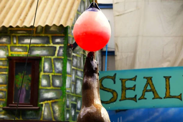 Nahaufnahme Eines Seelöwen Der Vom Wasser Springt Einen Aufgehängten Ball — Stockfoto