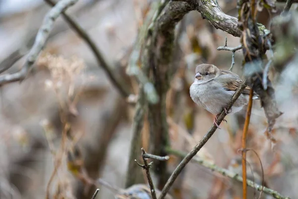 小麻雀的一种选择性的焦点 栖息在一根光秃秃的树枝上 — 图库照片